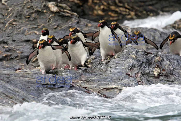 : Macaroni Penguin : Macaroni Penguin
