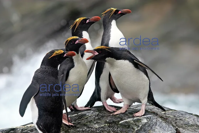  : Macaroni Penguin