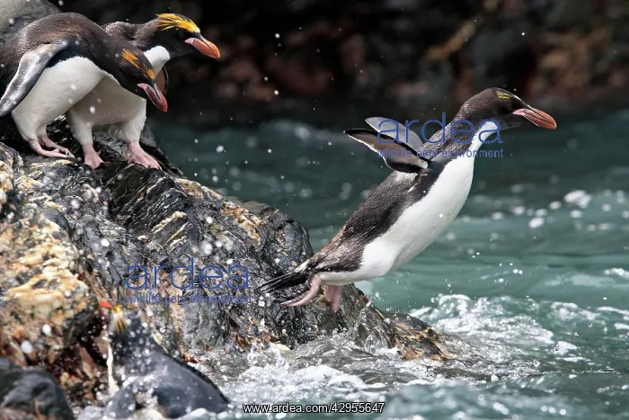 : Macaroni Penguin : Macaroni Penguin