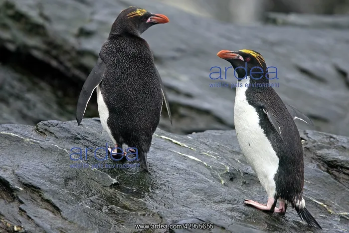 : Macaroni Penguin : Macaroni Penguin