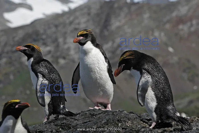  : Macaroni Penguin