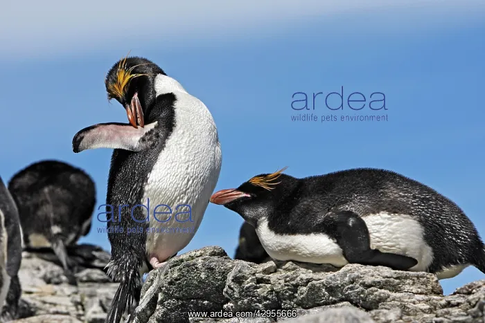 : Macaroni Penguin : Macaroni Penguin