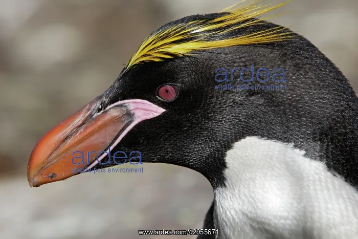 : Macaroni Penguin : Macaroni Penguin