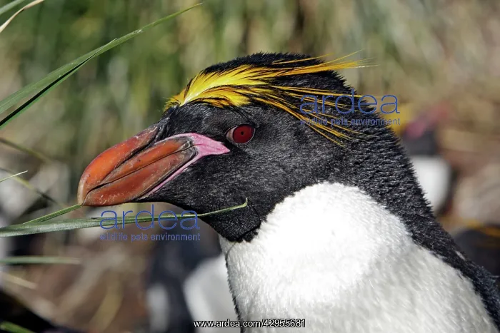 : Macaroni Penguin : Macaroni Penguin