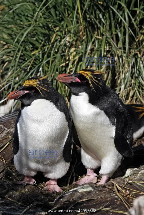 : Macaroni Penguin : Macaroni Penguin
