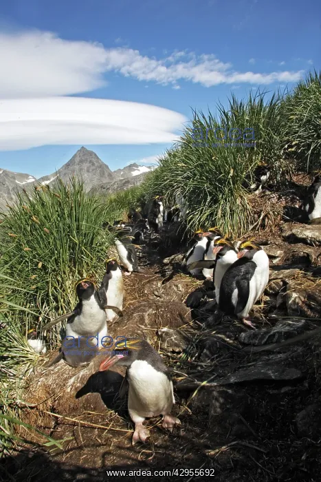 : Macaroni Penguin : Macaroni Penguin