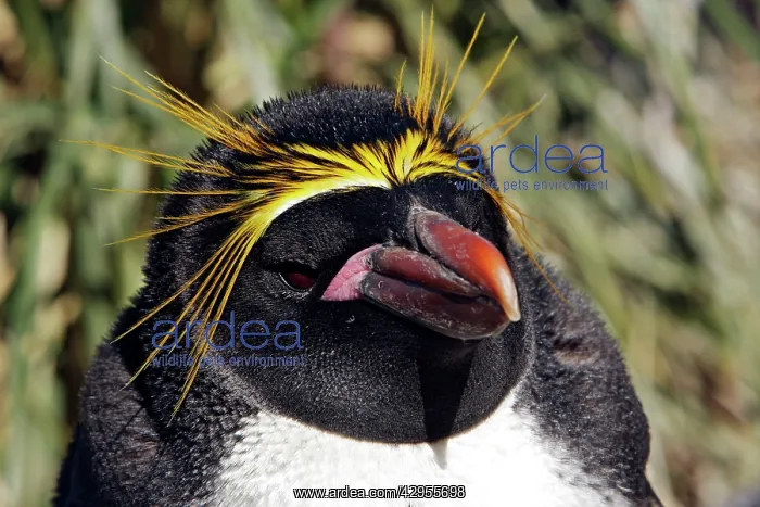 : Macaroni Penguin : Macaroni Penguin