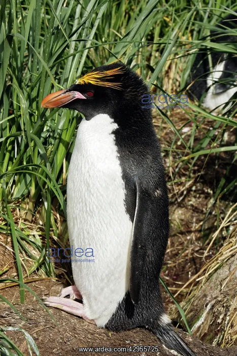 : Macaroni Penguin : Macaroni Penguin