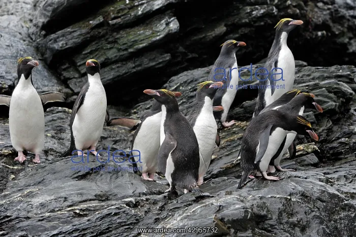 : Macaroni Penguin : Macaroni Penguin