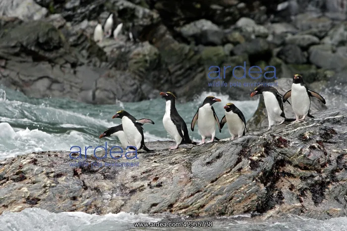  : Macaroni Penguin