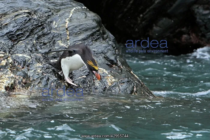 : Macaroni Penguin : Macaroni Penguin