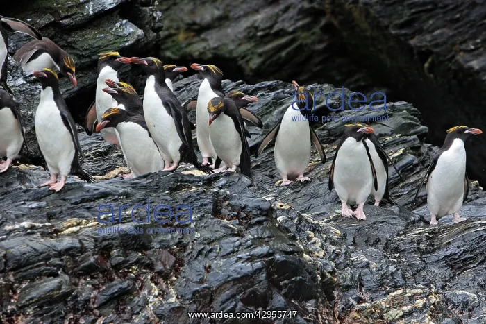 : Macaroni Penguin : Macaroni Penguin