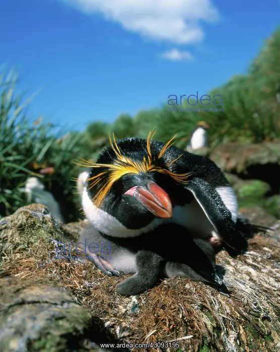  : Macaroni Penguin