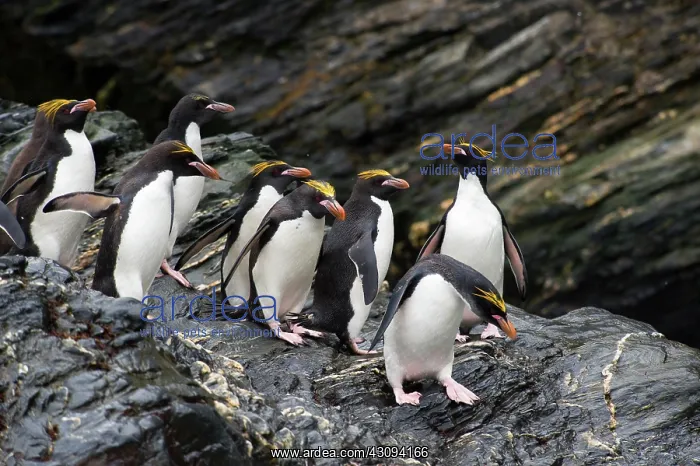  : Macaroni Penguin