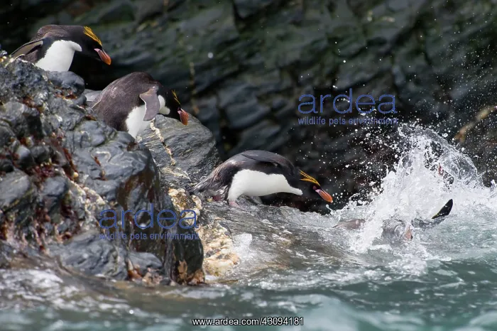: Macaroni Penguin : Macaroni Penguin