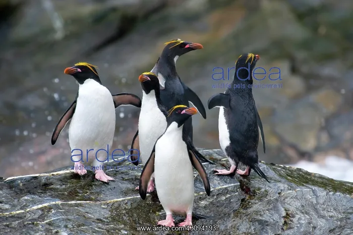 : Macaroni Penguin : Macaroni Penguin