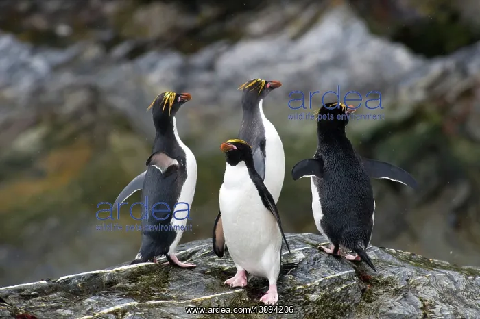 : Macaroni Penguin : Macaroni Penguin
