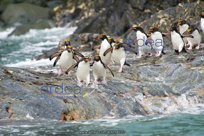 : Macaroni Penguin : Macaroni Penguin