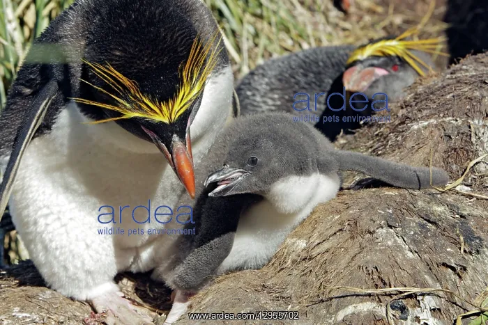 : Macaroni Penguin - adult & young : Macaroni Penguin - adult & young