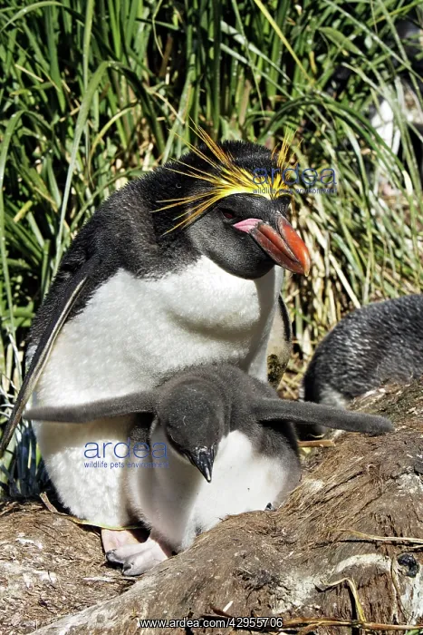 : Macaroni Penguin - adult & young : Macaroni Penguin - adult & young