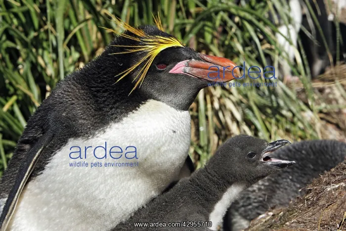 : Macaroni Penguin - adult & young : Macaroni Penguin - adult & young