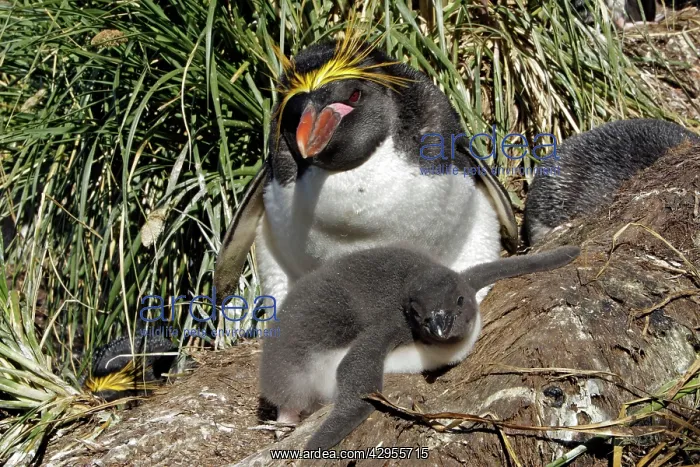 : Macaroni Penguin - adult & young : Macaroni Penguin - adult & young