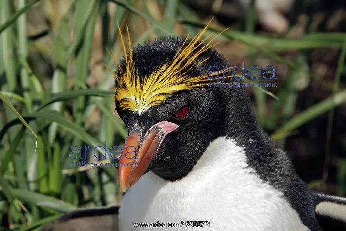 : Macaroni Penguin - adult & young