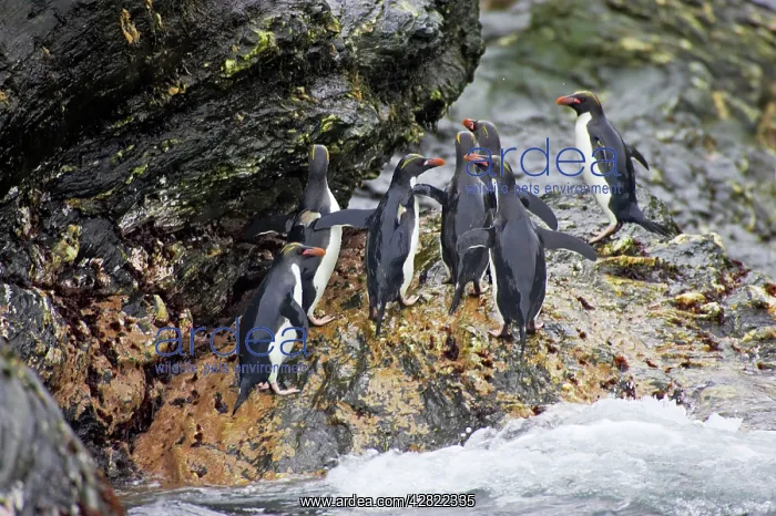 : Macaroni Penguin - Climbing up rocks from sea : Macaroni Penguin - Climbing up rocks from sea