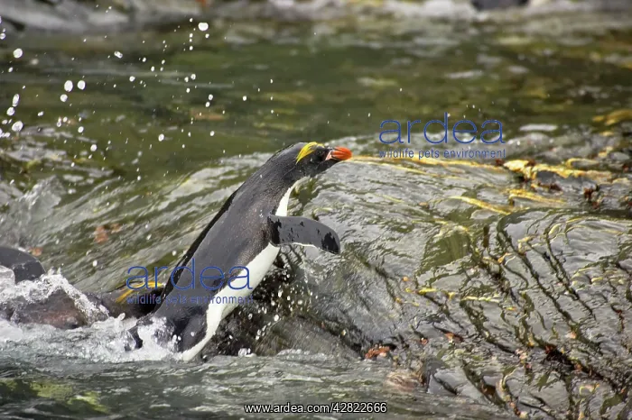 : Macaroni Penguin - Climbing up rocks from sea : Macaroni Penguin - Climbing up rocks from sea