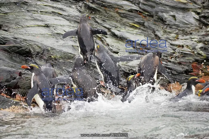 : Macaroni Penguin - Climbing up rocks from sea : Macaroni Penguin - Climbing up rocks from sea