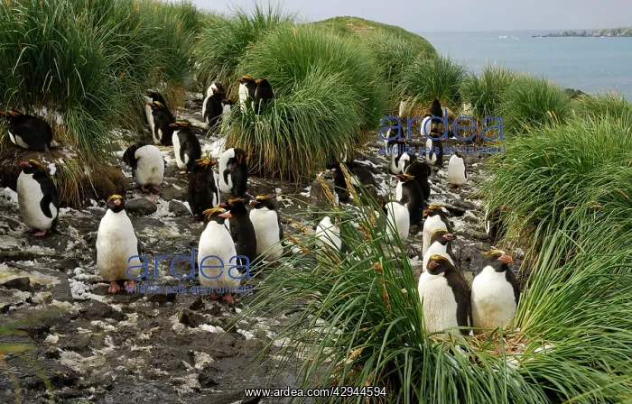 : Macaroni penguin - colony : Macaroni penguin - colony