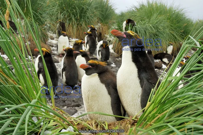 : Macaroni penguin - colony : Macaroni penguin - colony