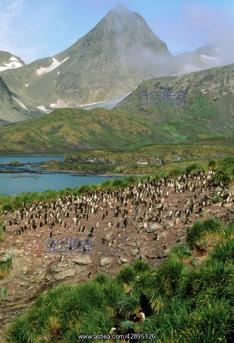 : Macaroni Penguin - colonyS : Macaroni Penguin - colonyS