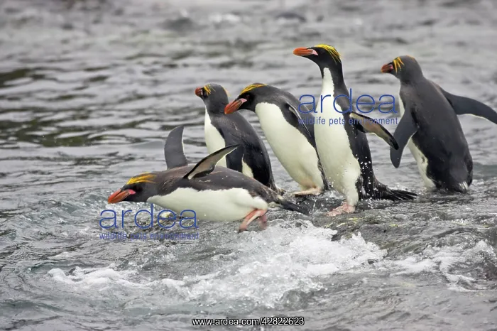: Macaroni Penguin - Entering sea : Macaroni Penguin - Entering sea