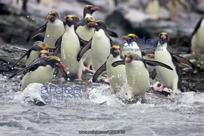 : Macaroni Penguin - Entering sea : Macaroni Penguin - Entering sea