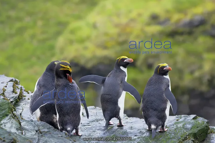 : Macaroni Penguin - Group on rocks above sea : Macaroni Penguin - Group on rocks above sea