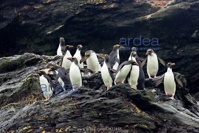 : Macaroni Penguin - Group on rocks waiting to enter sea : Macaroni Penguin - Group on rocks waiting to enter sea