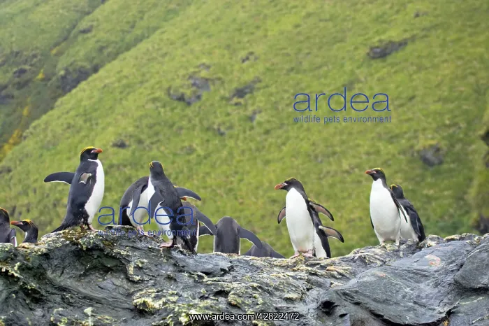  : Macaroni Penguin - Group on rocks waiting to enter sea