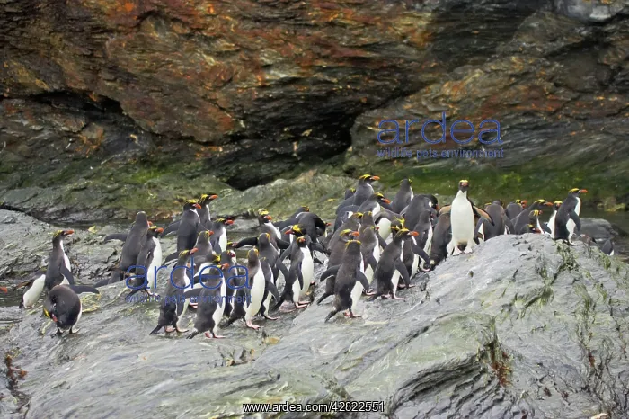: Macaroni Penguin - Group on rocks waiting to enter sea : Macaroni Penguin - Group on rocks waiting to enter sea