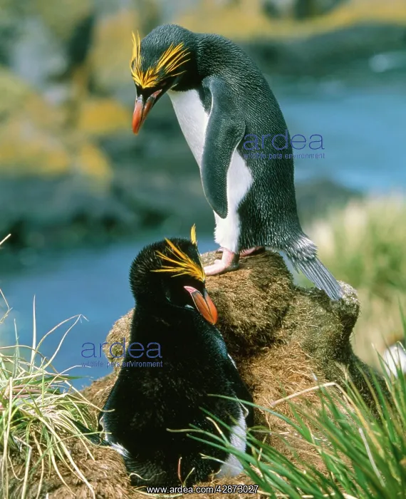 : Macaroni Penguin - incubating eggs, early December : Macaroni Penguin - incubating eggs, early December
