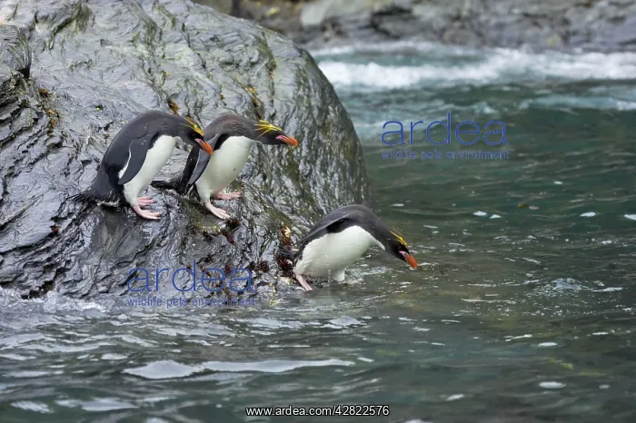 : Macaroni Penguin - Jumping into sea : Macaroni Penguin - Jumping into sea