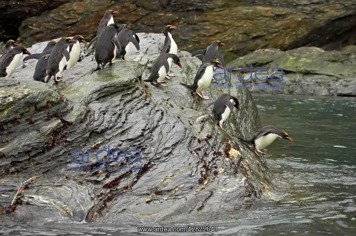 : Macaroni Penguin - Jumping into sea : Macaroni Penguin - Jumping into sea