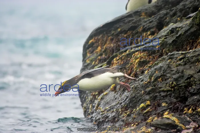 : Macaroni Penguin - Jumping into sea : Macaroni Penguin - Jumping into sea