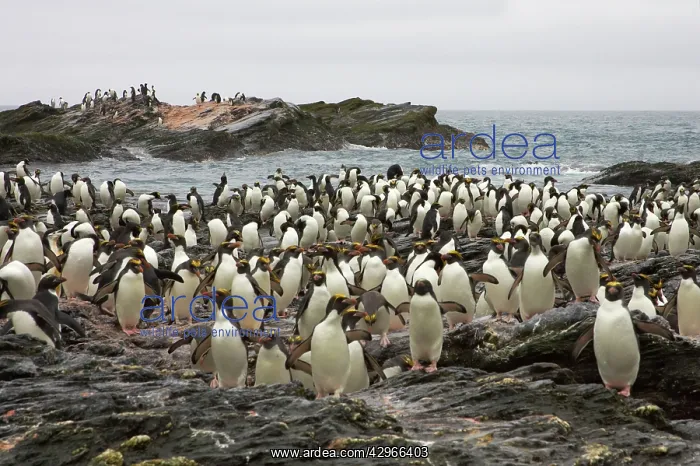 : Macaroni Penguin - large group by rocky shore : Macaroni Penguin - large group by rocky shore