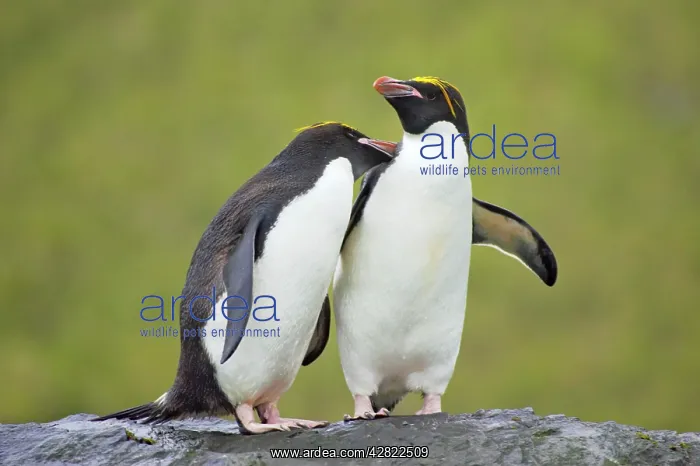 : Macaroni Penguin - Pair : Macaroni Penguin - Pair