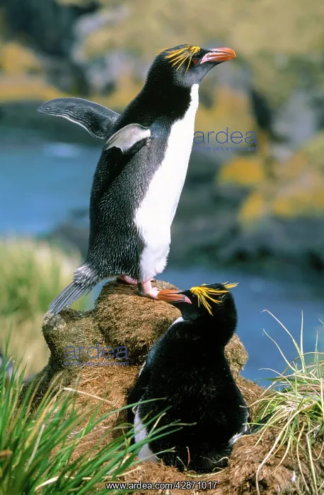 : Macaroni Penguin - pair incubating egg at nest : Macaroni Penguin - pair incubating egg at nest