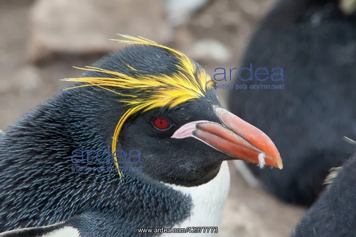 : Macaroni Penguin - Pebble island : Macaroni Penguin - Pebble island