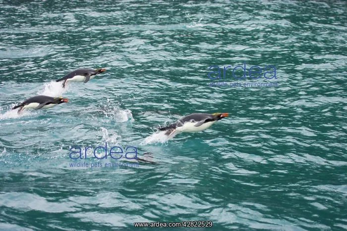 : Macaroni Penguin - Porpoising : Macaroni Penguin - Porpoising