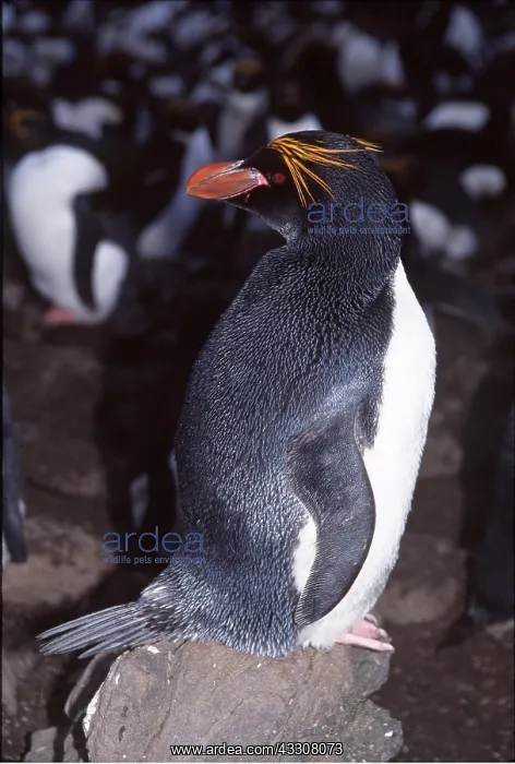 : MACARONI PENGUIN - on rock, with colony behind : MACARONI PENGUIN - on rock, with colony behind