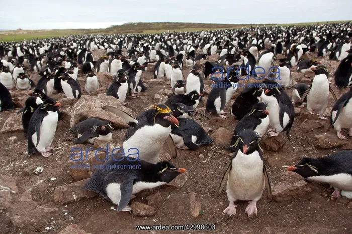 : Macaroni Penguin - and Rockhopper penguin ( Eudyptes : Macaroni Penguin - and Rockhopper penguin ( Eudyptes